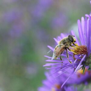 Hover Fly on a light purple New England Aster
