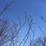 Tree buds against blue sky