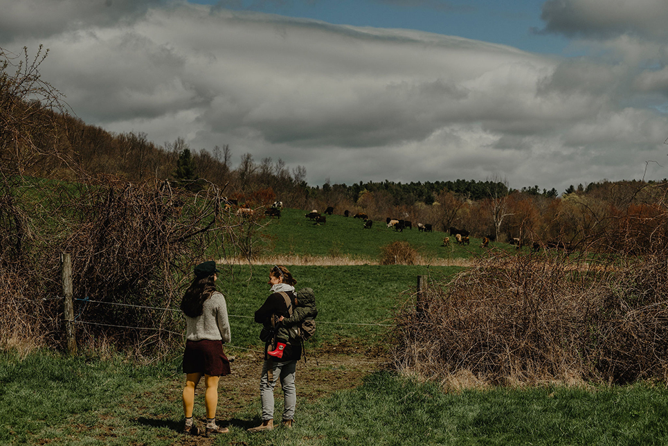 In early spring, two people are talking in the foreground with cow herd out in the field in the distance