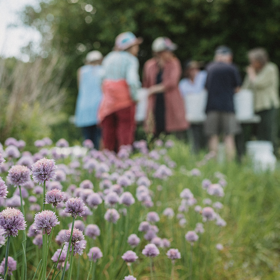 a focus on the purple flowers, blurred in the back is a group of people doing biodynamic stir and spray holding buckets