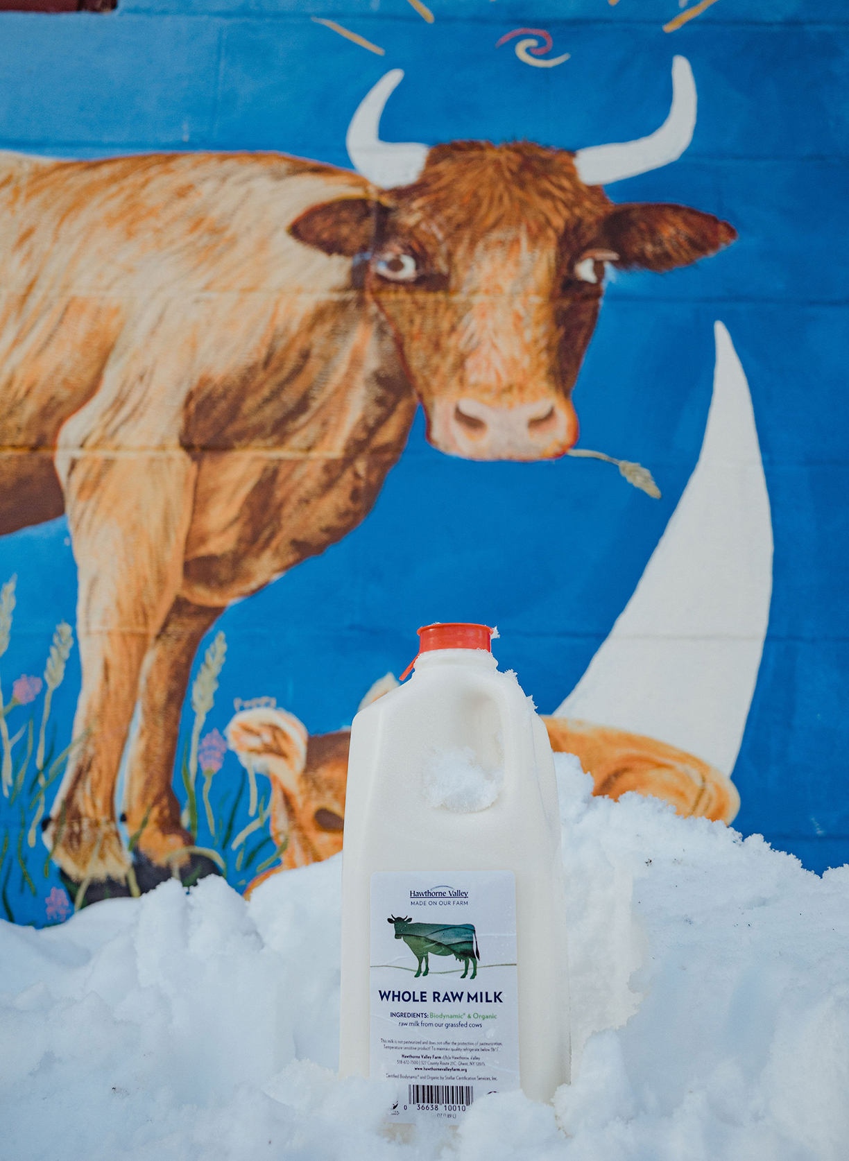 a jug of raw whole milk in snow in front of a cow mural