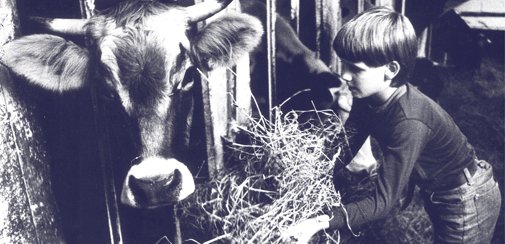 Old photo of a visiting student holding a handful of hay out for a cow in the milking barn