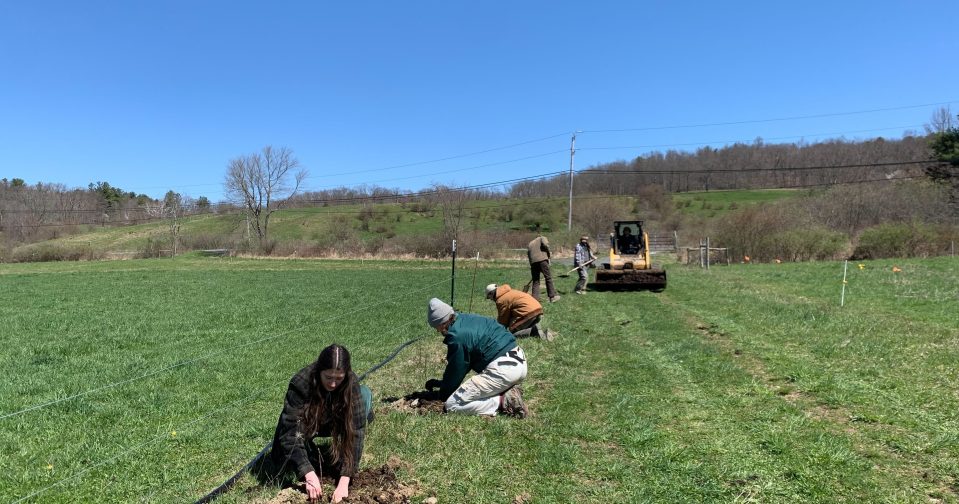 farmers and staff at Hawthorne Valley plant trees along a cow lane on Earth Day 2024
