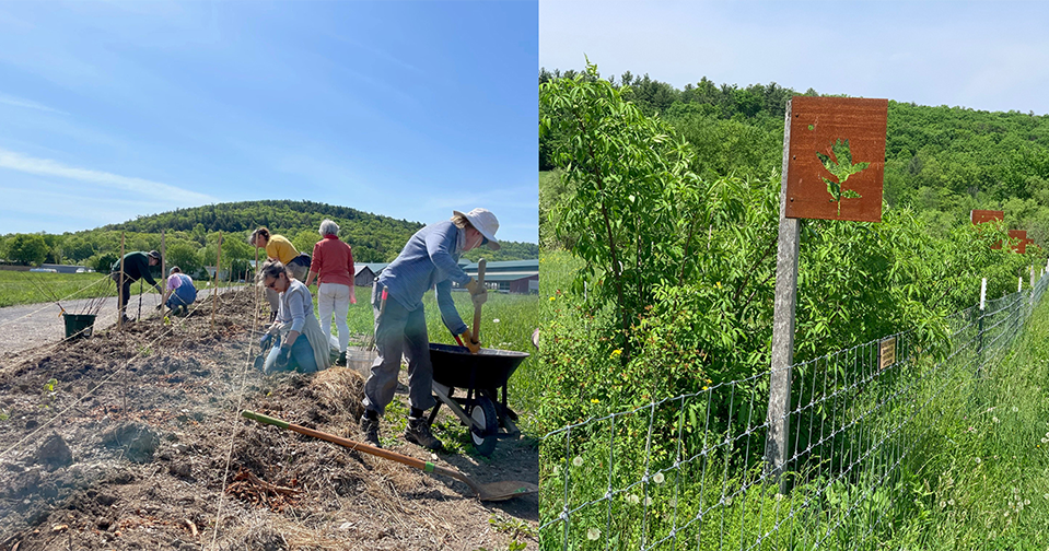 two photos of Hawthorne Valley Farm hedgerow comparing its planting to its growth two years later.