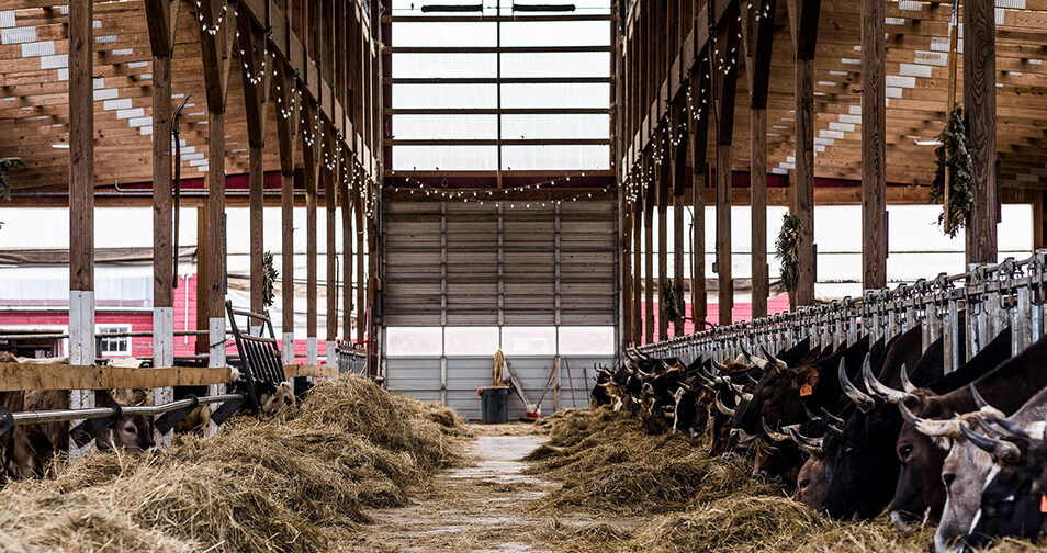 cows eating hay in loafing shed