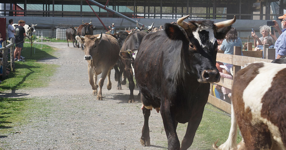 Hawthorne Valley Farm's dairy herd returning to pasture